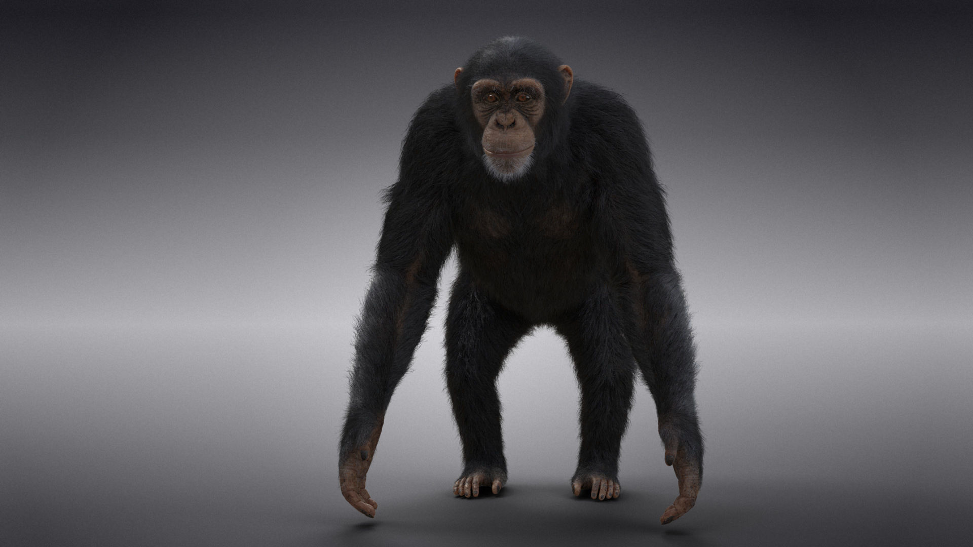 Chimpanzee Animated VFX Grace 3D model_7