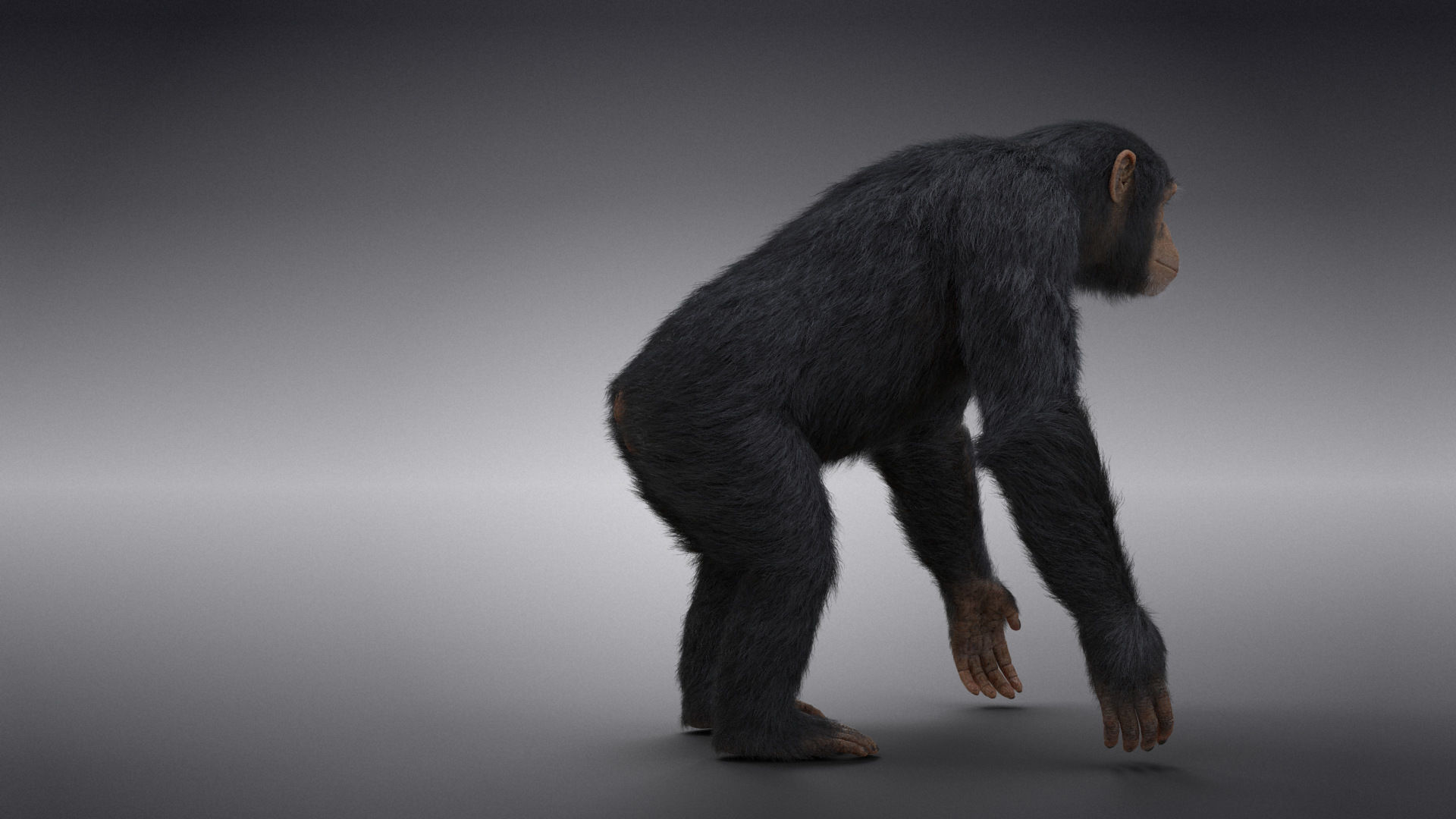 Chimpanzee Animated VFX Grace 3D model_11