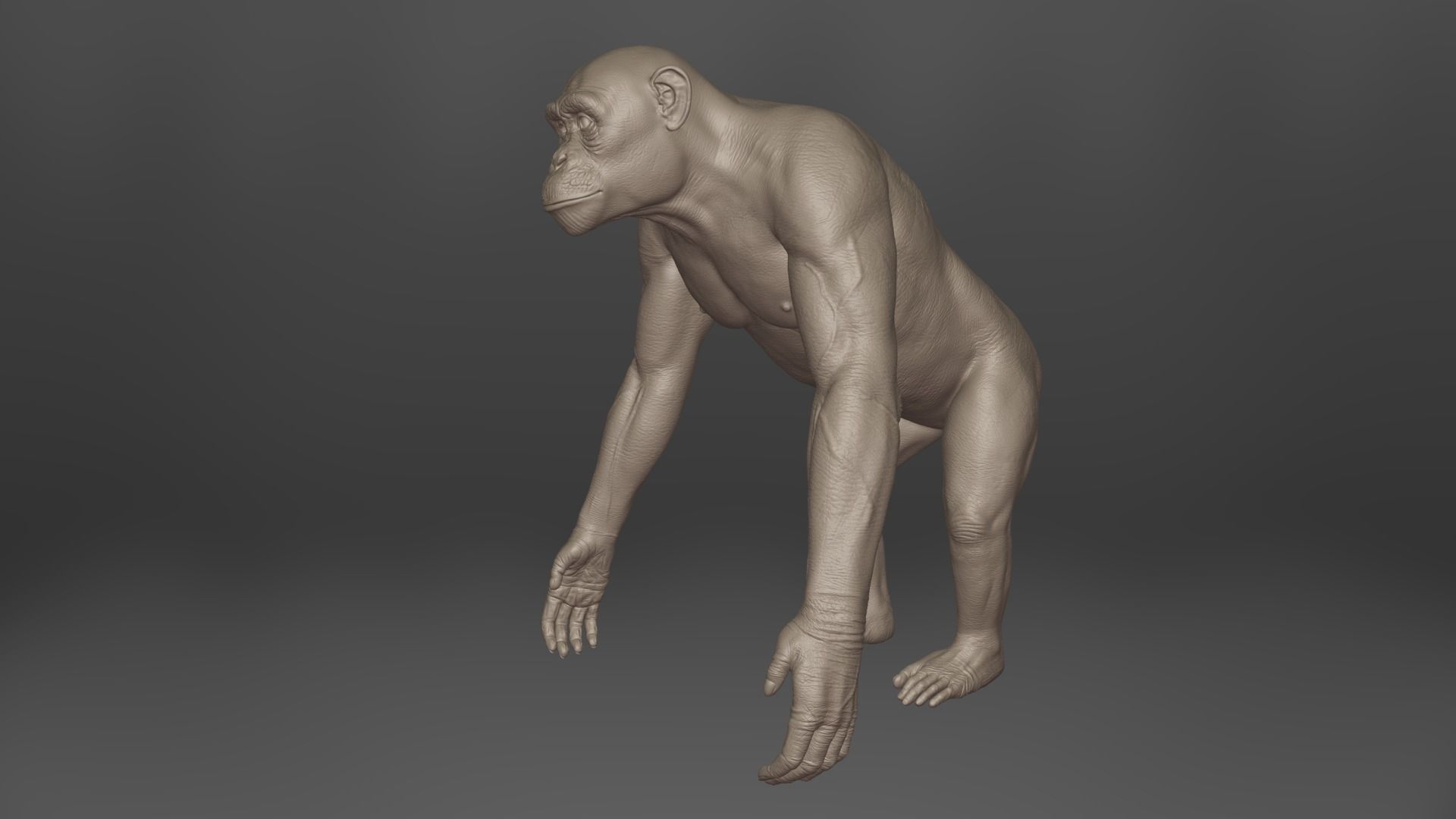 Chimpanzee Animated VFX Grace 3D model_13