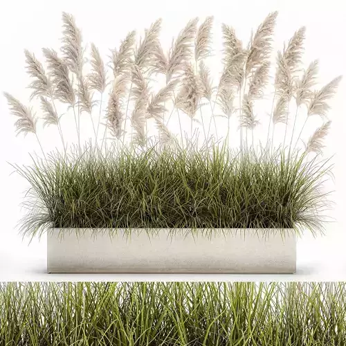 Pampas grass for landscaping 1070