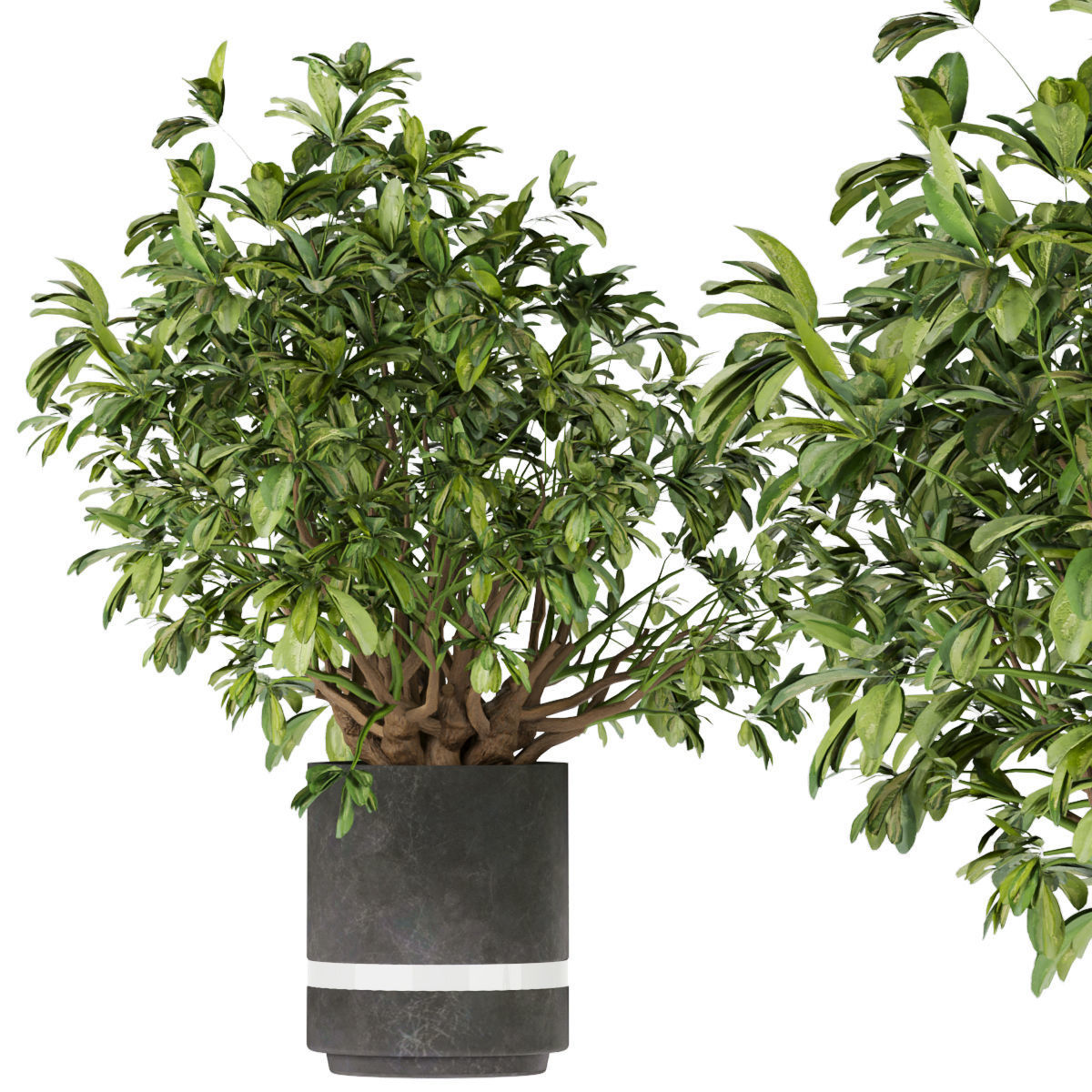 Collection plant vol 263 - indoor 3D model_4