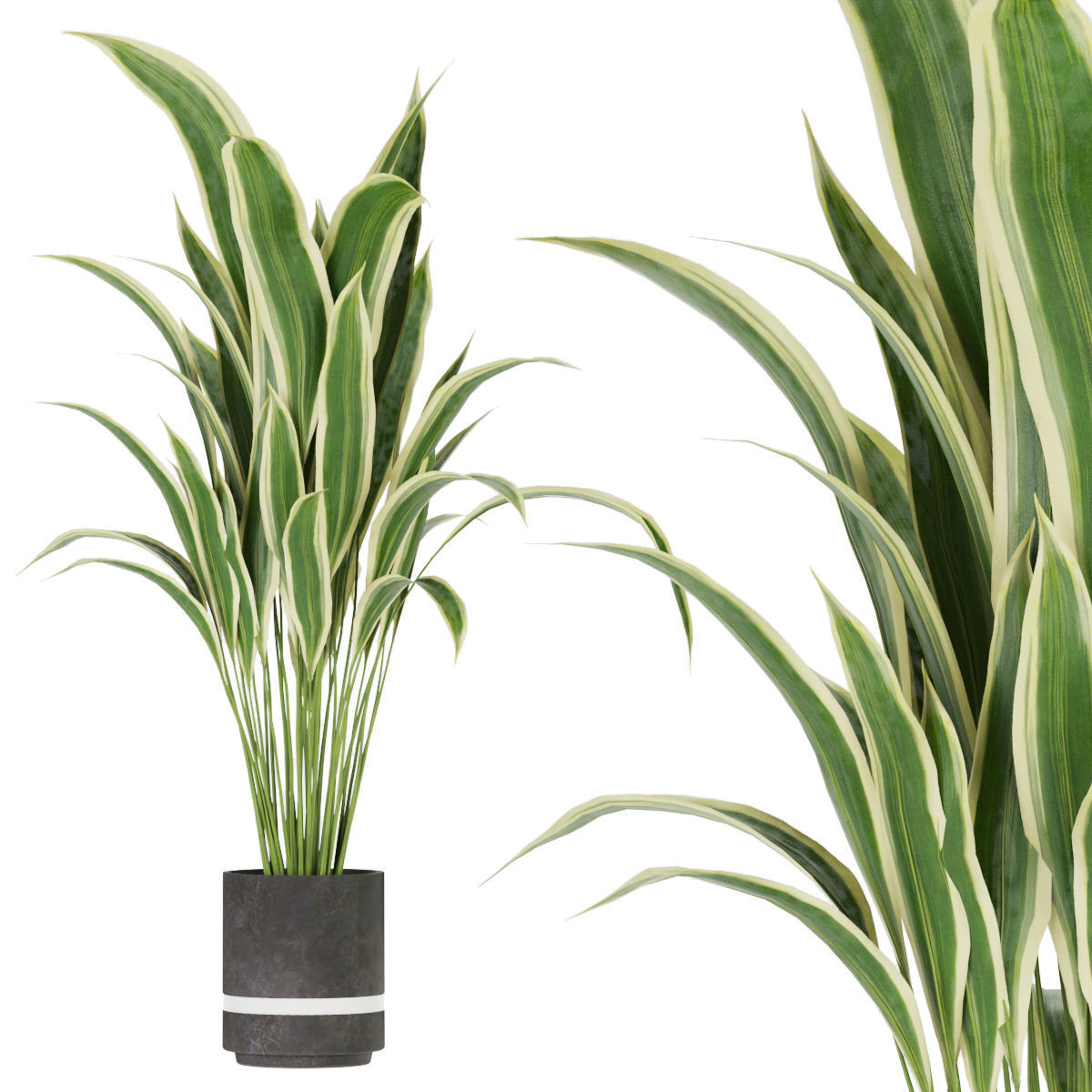 Collection plant vol 263 - indoor 3D model_2