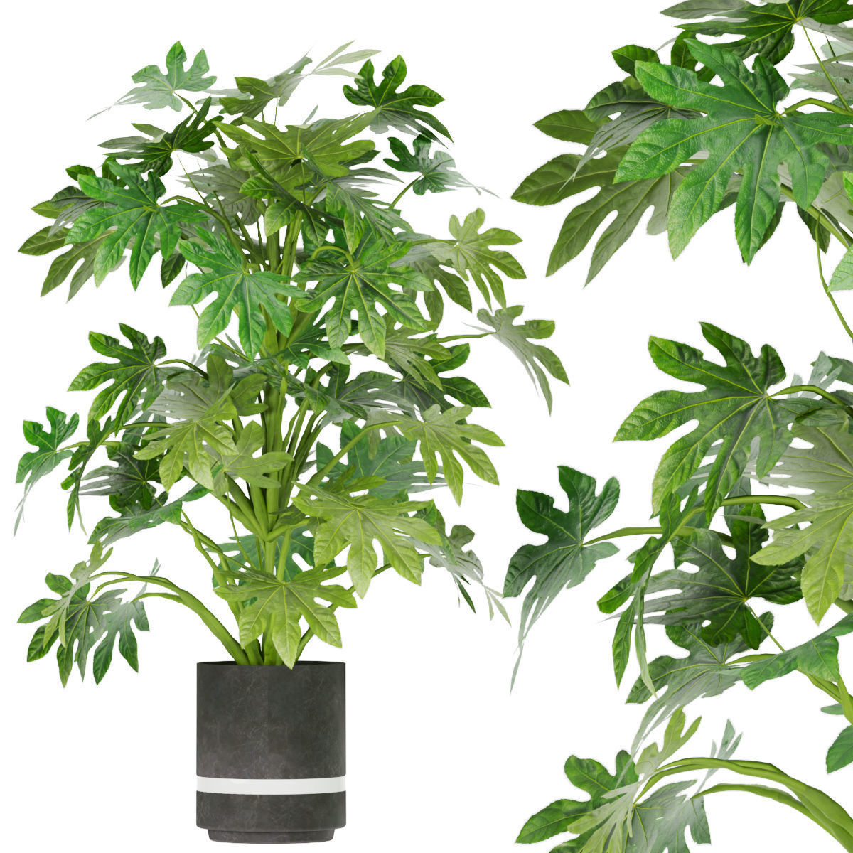 Collection plant vol 263 - indoor 3D model_3