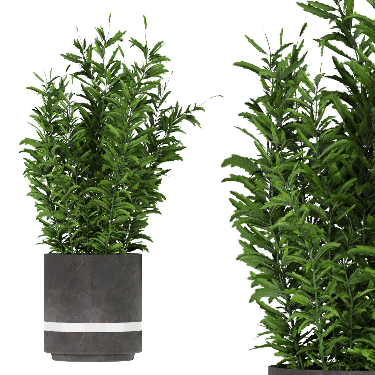 Collection plant vol 263 - indoor 3D model_5