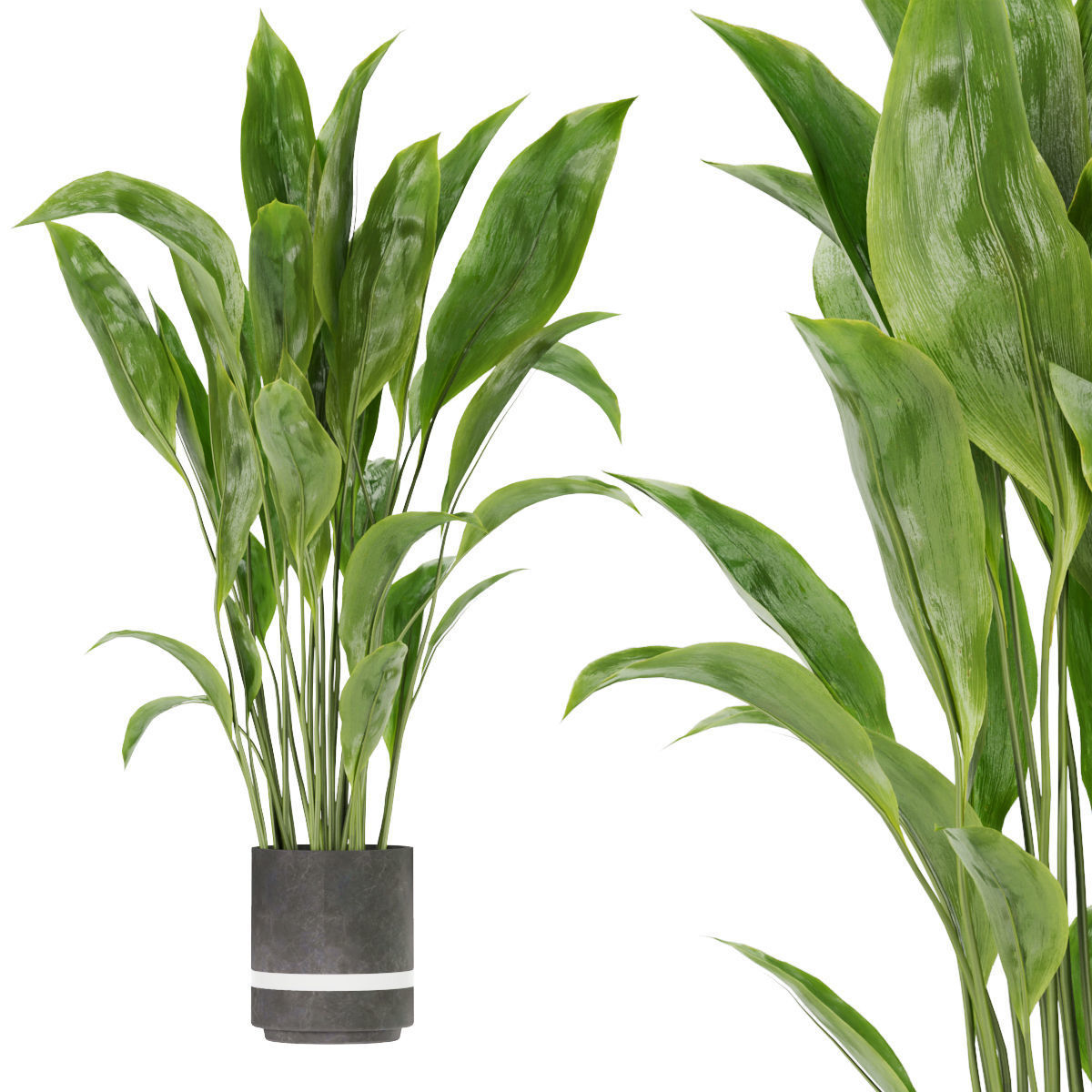 Collection plant vol 263 - indoor 3D model_1