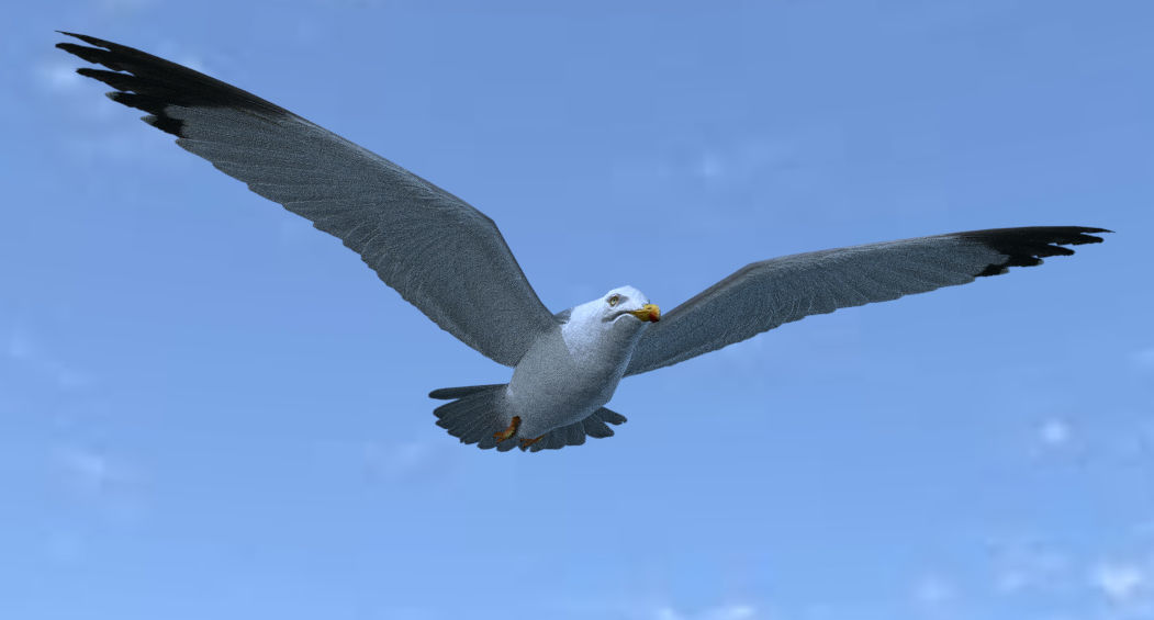 Low poly animated seagull Low-poly 3D model_4