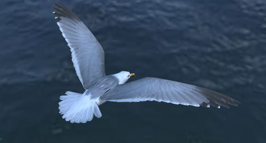 Low poly animated seagull Low-poly 3D model_2