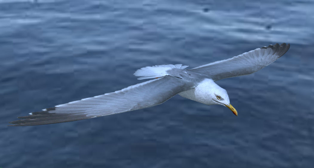 Low poly animated seagull Low-poly 3D model_5