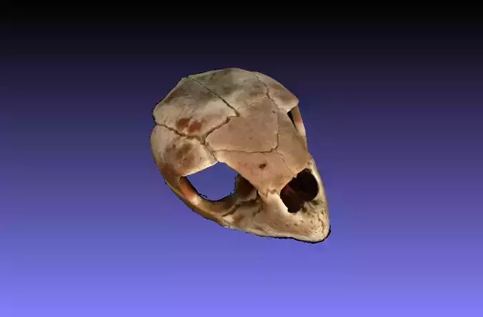 Caretta Caretta sea turtle Skull 3d object capture