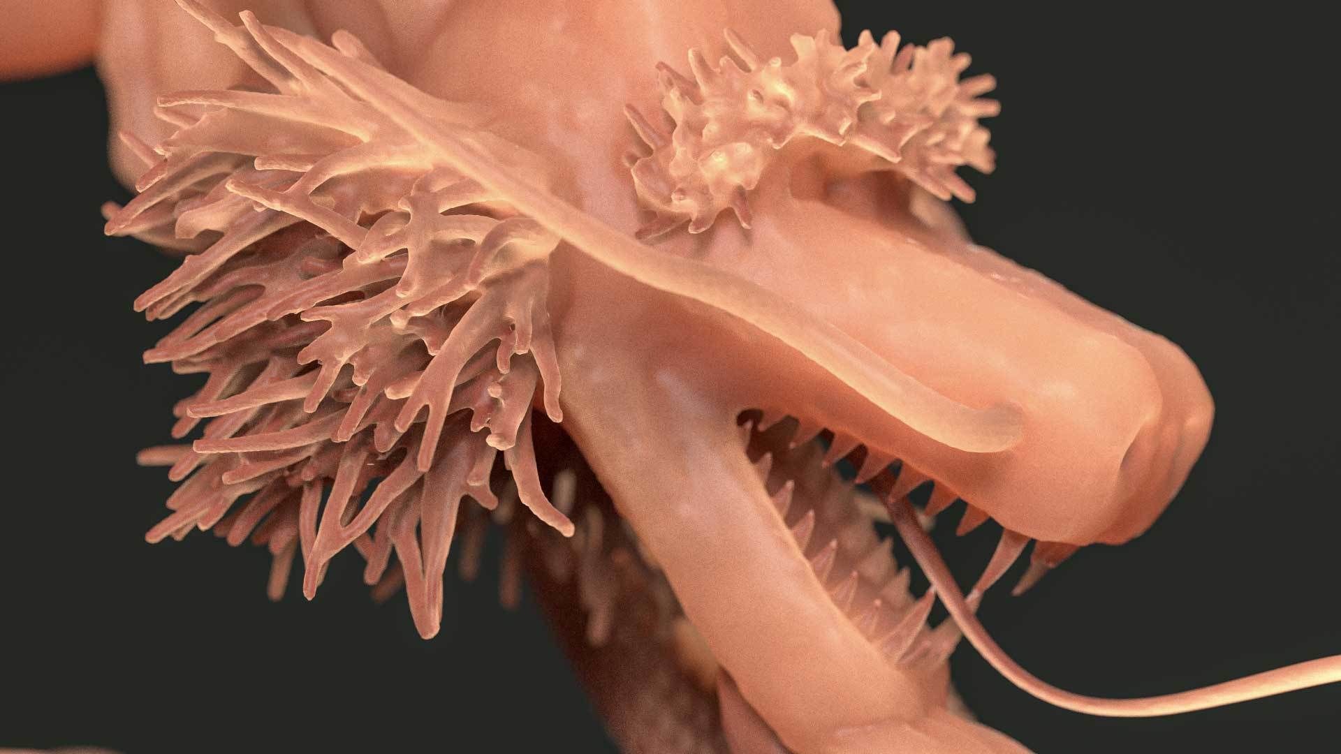 Shenron fron Dragon Ball - 3D print Model 3D print model_18