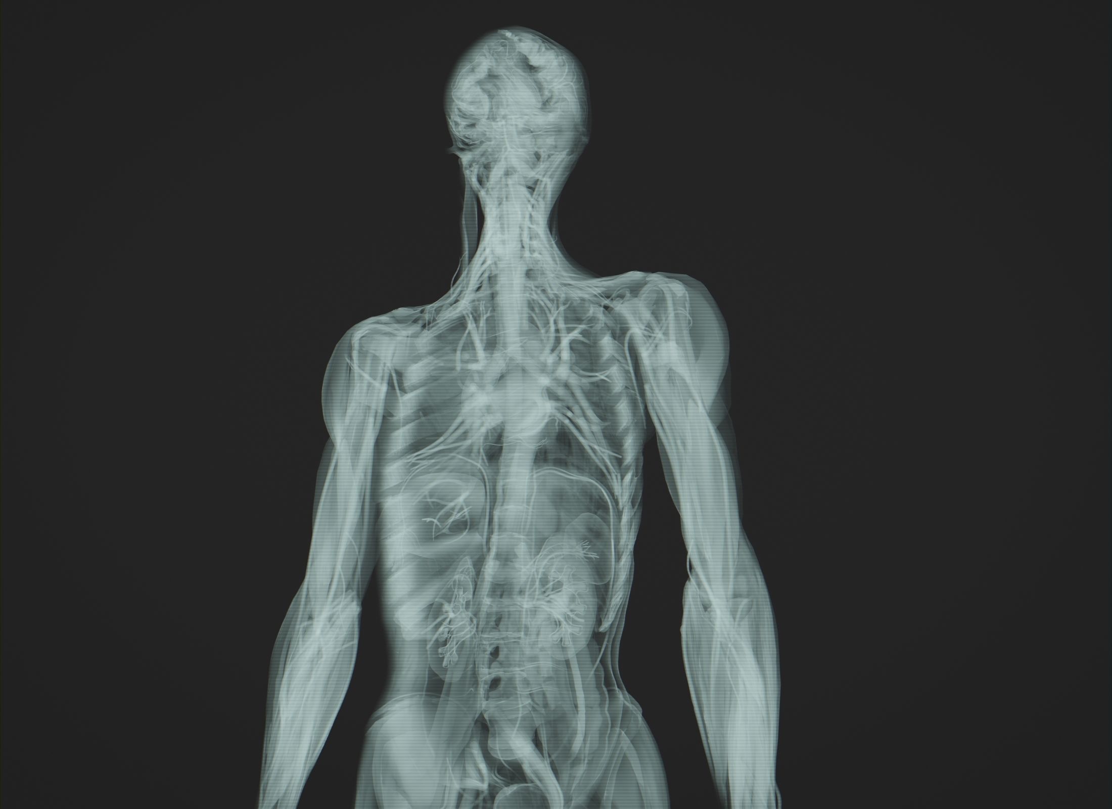 Human Anatomy Xray Animated Low-poly 3D model_2