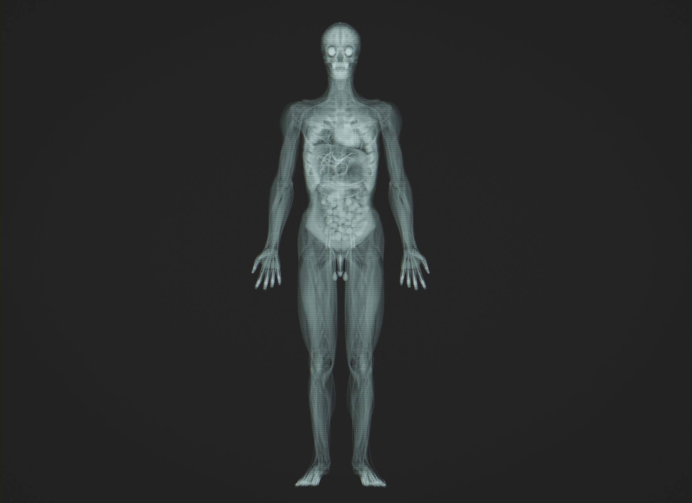 Human Anatomy Xray Animated Low-poly 3D model_6