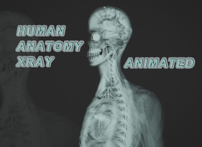 Human Anatomy Xray Animated Low-poly 3D model