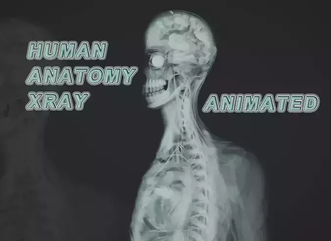 Human Anatomy Xray Animated Low-poly 3D model