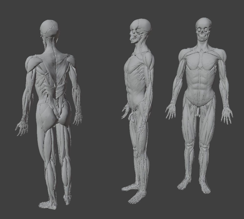 Human Anatomy Xray Animated Low-poly 3D model_11