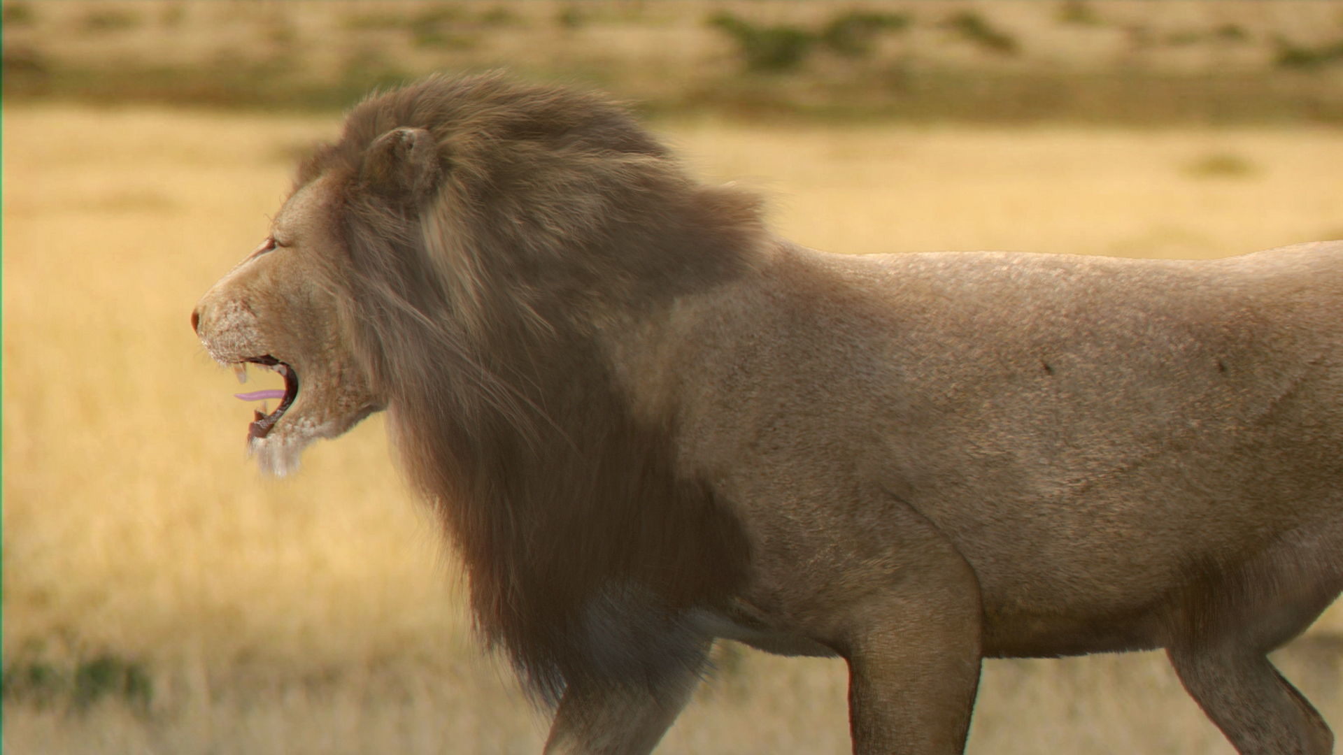 Animated Lion 3D model_12