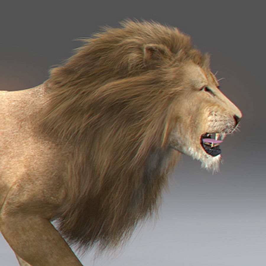Animated Lion 3D model_4