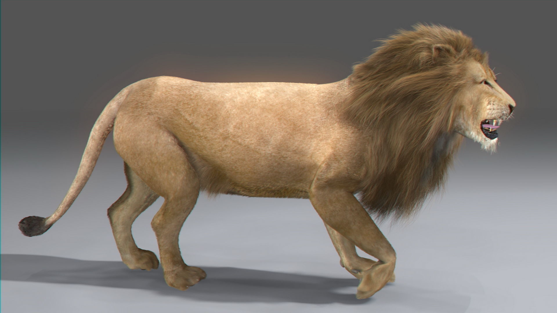 Animated Lion 3D model_14