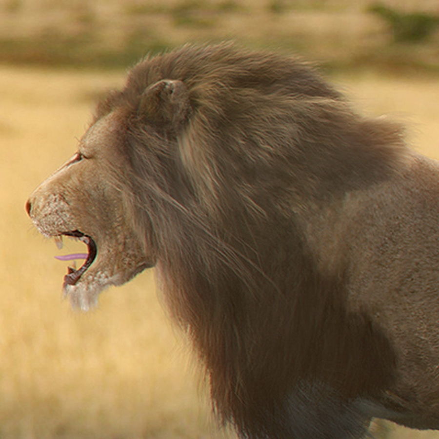 Animated Lion 3D model_3