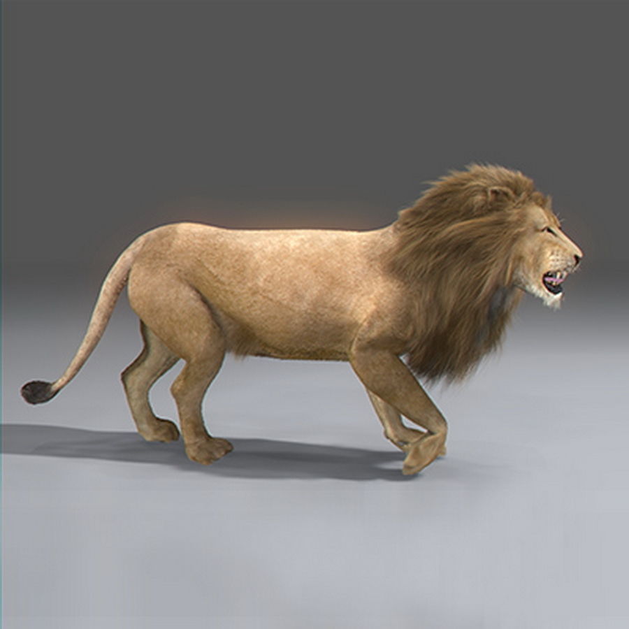 Animated Lion 3D model_5