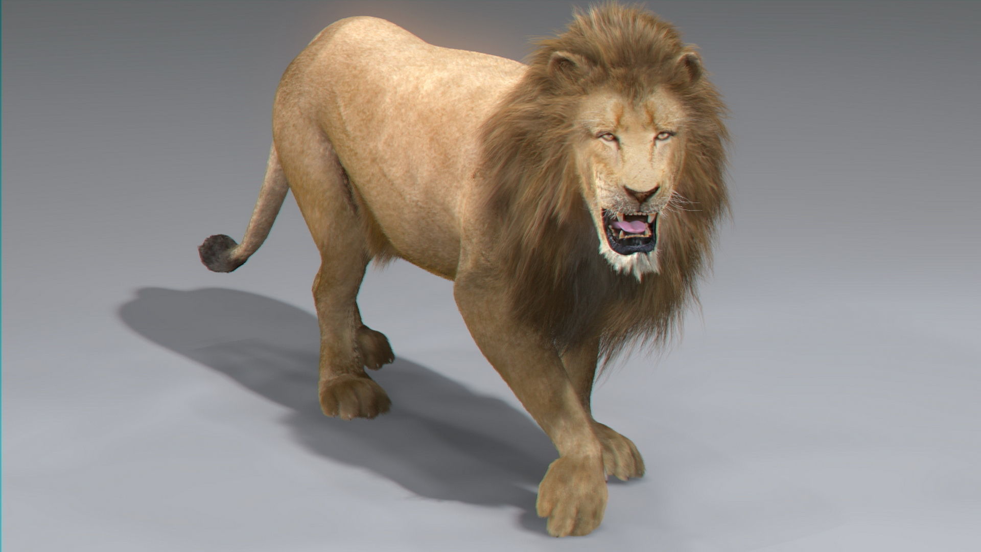 Animated Lion 3D model_13