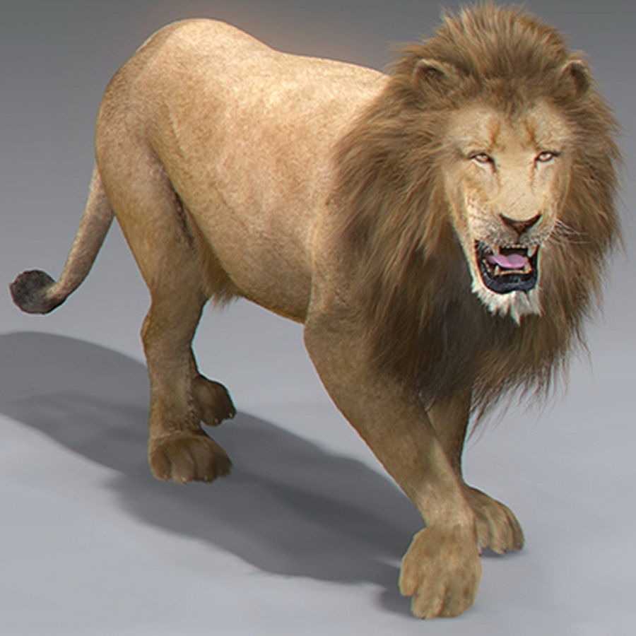 Animated Lion 3D model_6