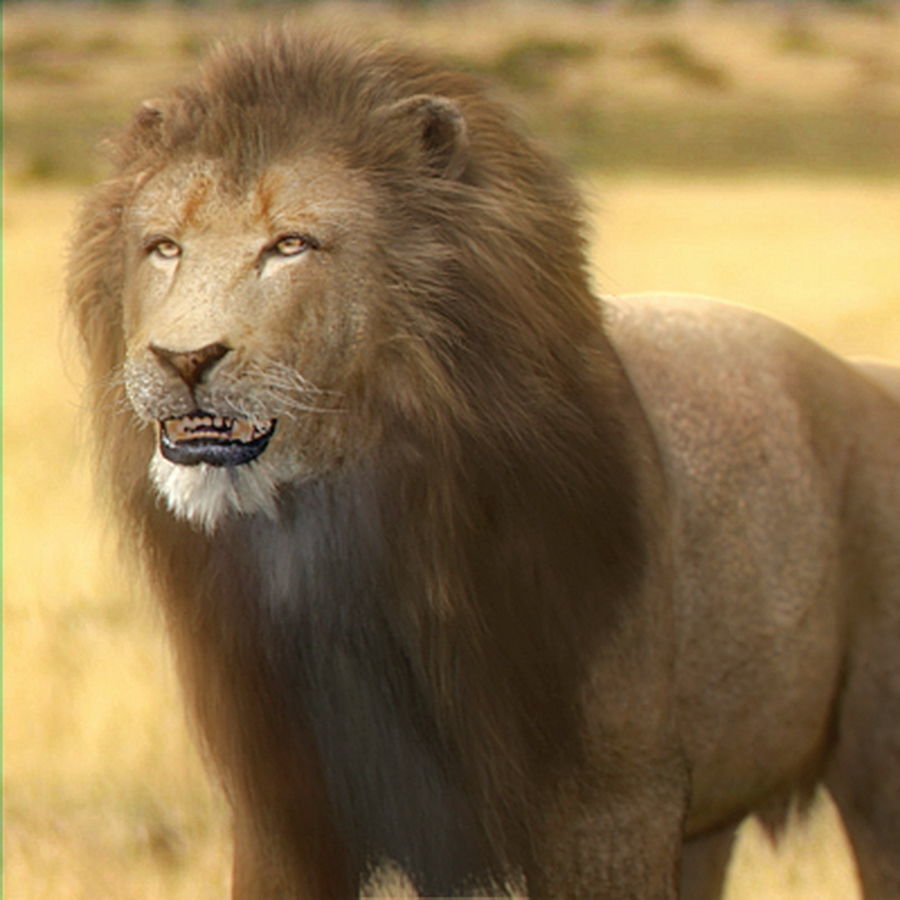 Animated Lion 3D model_2