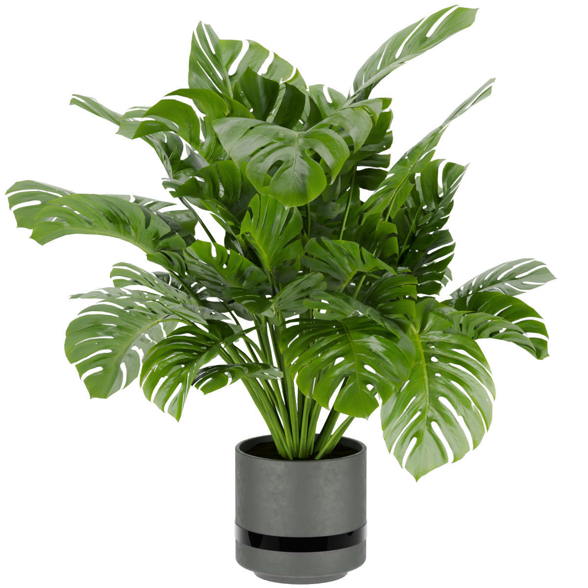 Collection plant vol 264 - indoor 3D model_4