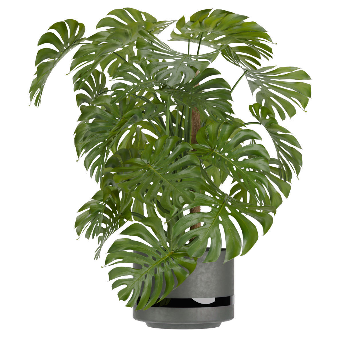 Collection plant vol 264 - indoor 3D model_2