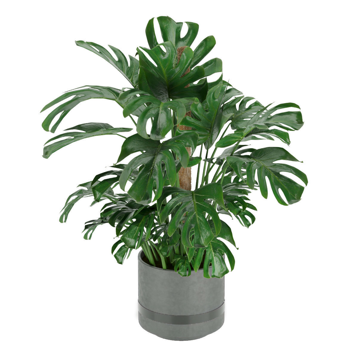 Collection plant vol 264 - indoor 3D model_1