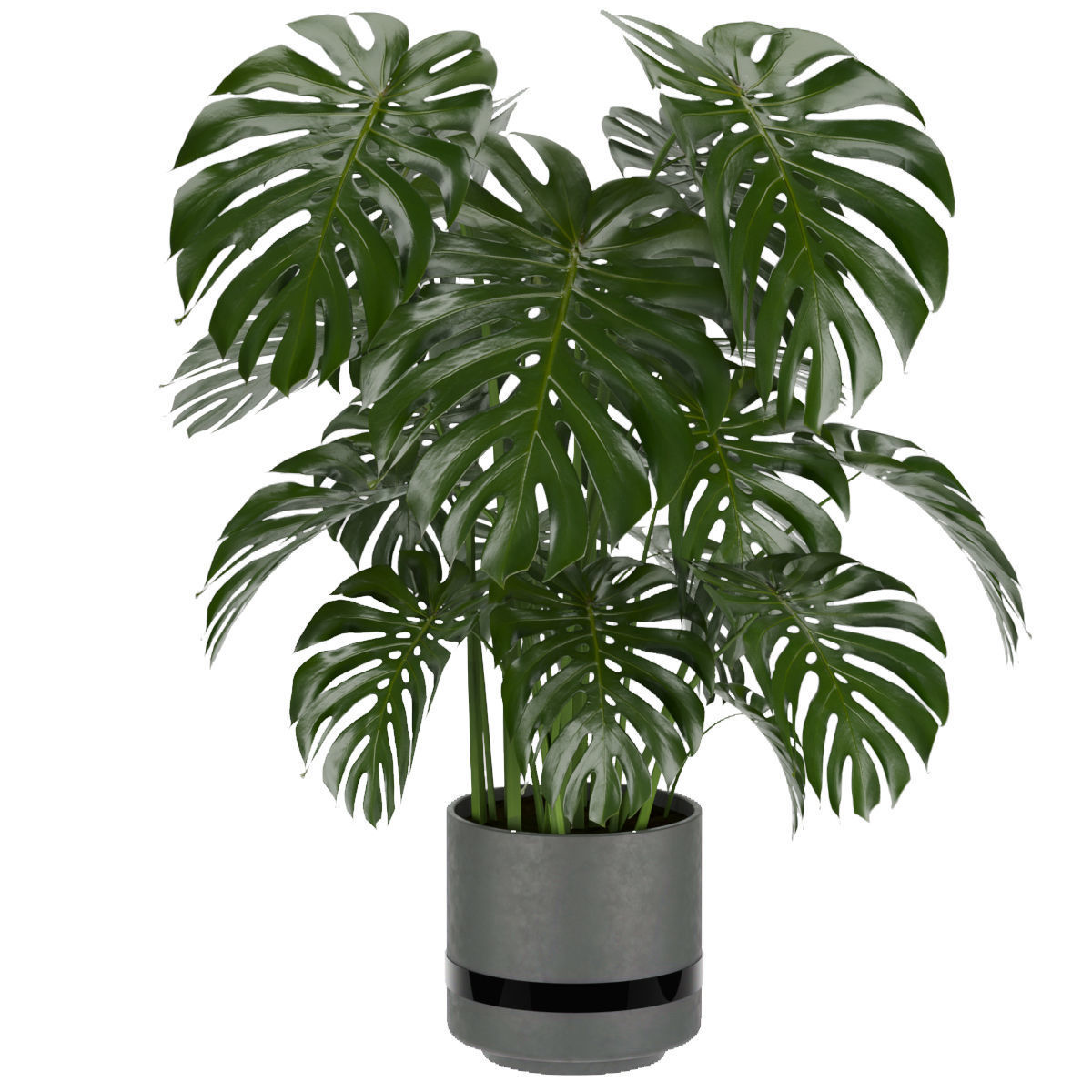 Collection plant vol 264 - indoor 3D model_3