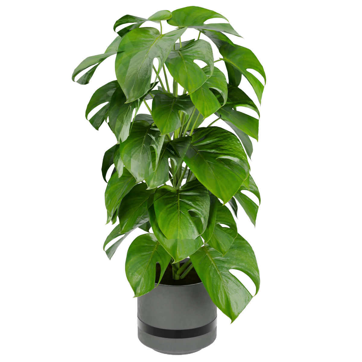 Collection plant vol 264 - indoor 3D model_5