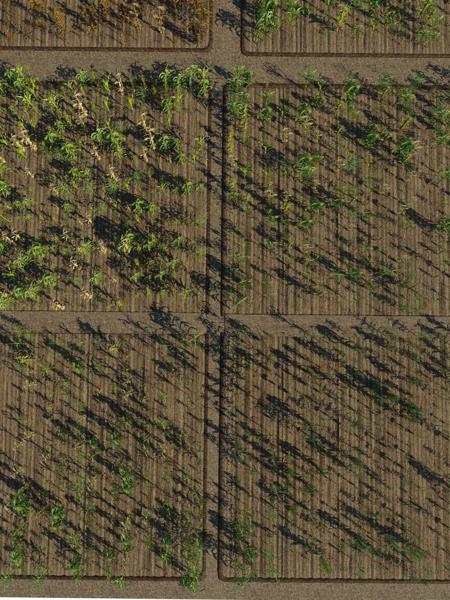 Corn Farm Low-poly 3D model_12