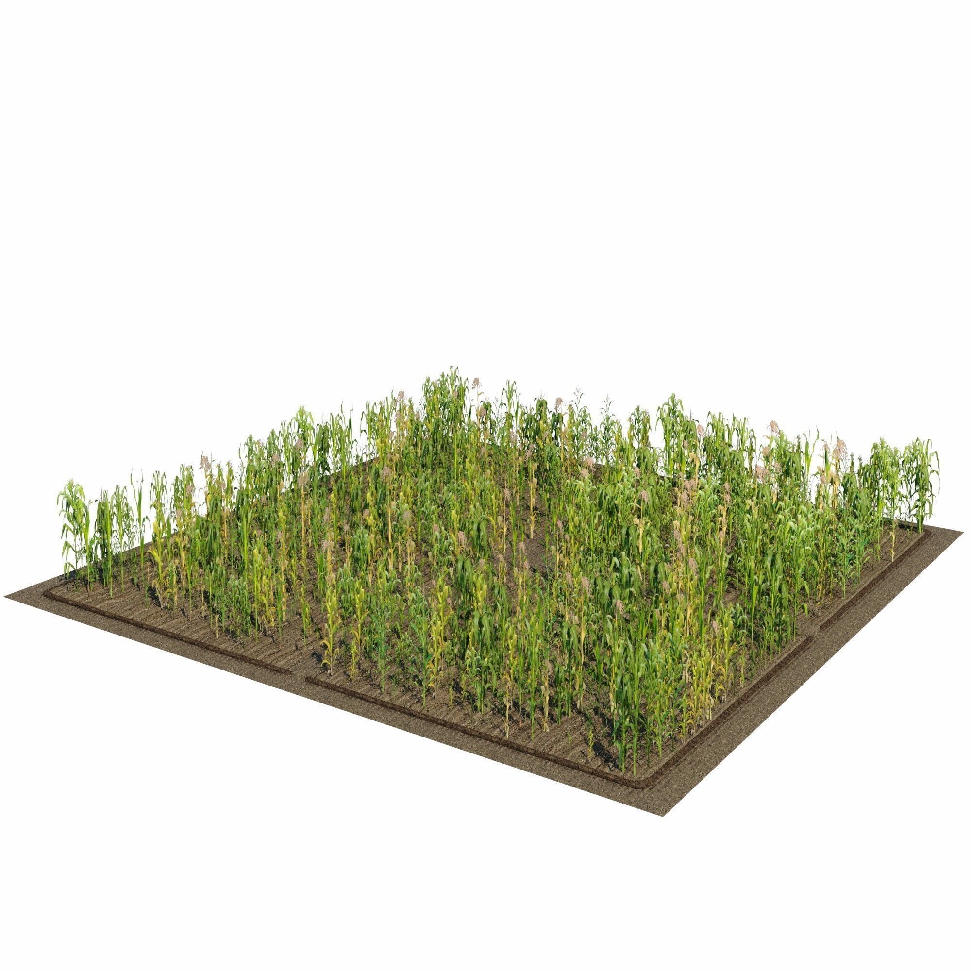 Corn Farm Low-poly 3D model_5