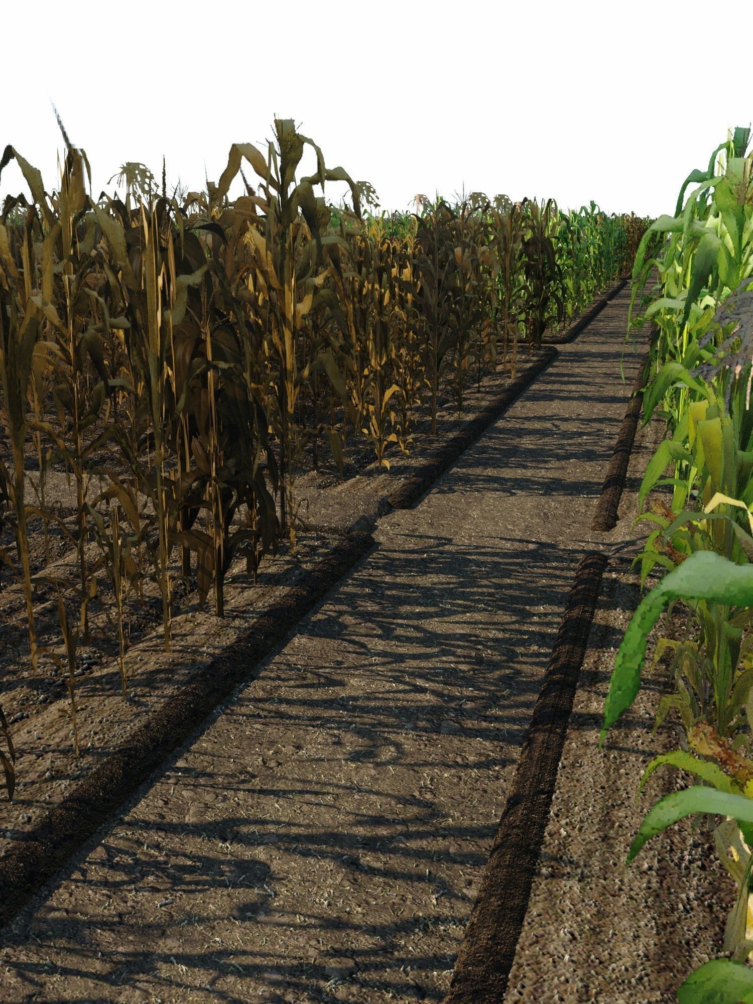 Corn Farm Low-poly 3D model_11