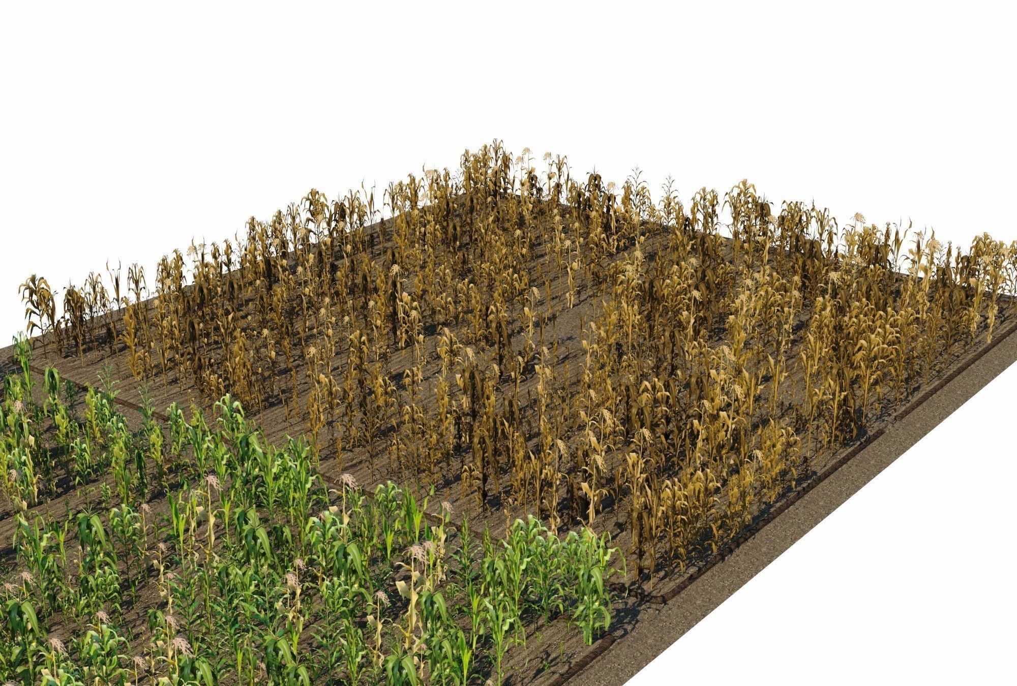 Corn Farm Low-poly 3D model_10