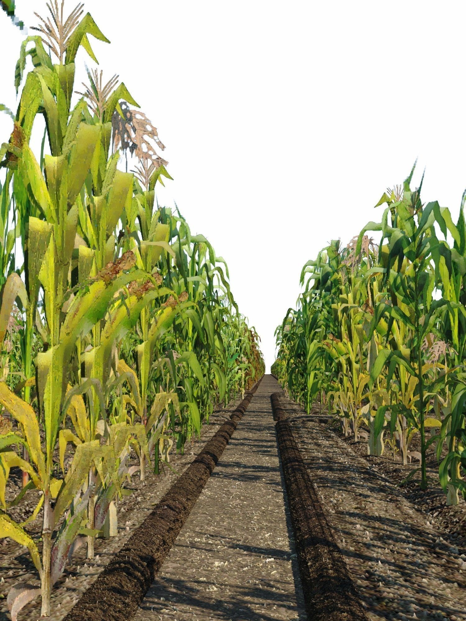 Corn Farm Low-poly 3D model_4