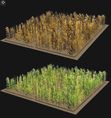 Corn Farm Low-poly 3D model