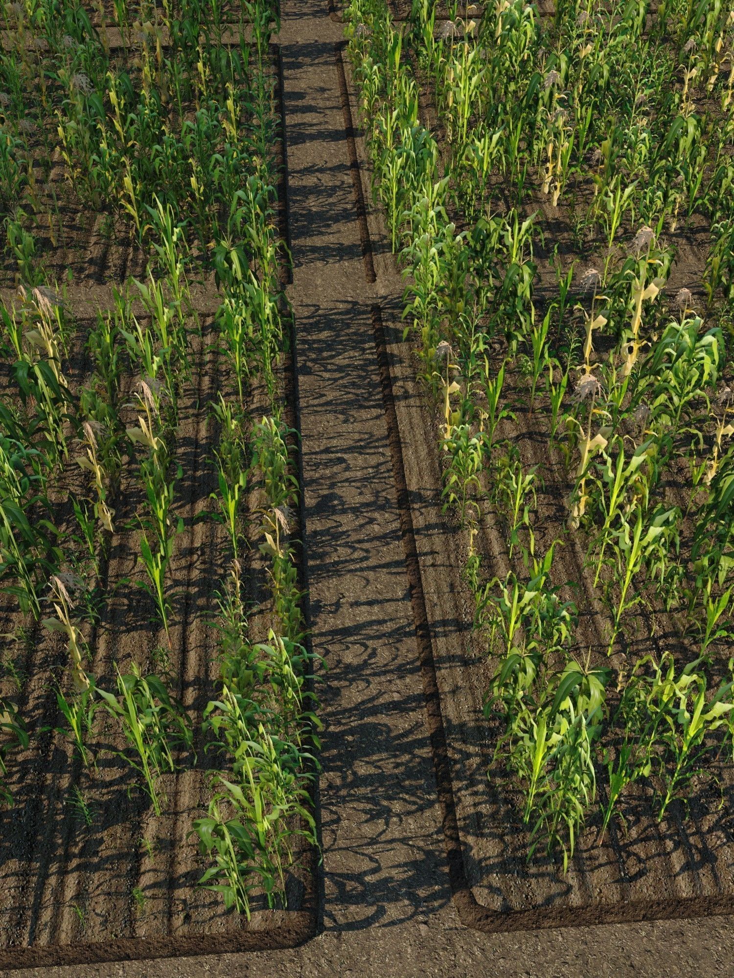 Corn Farm Low-poly 3D model_7
