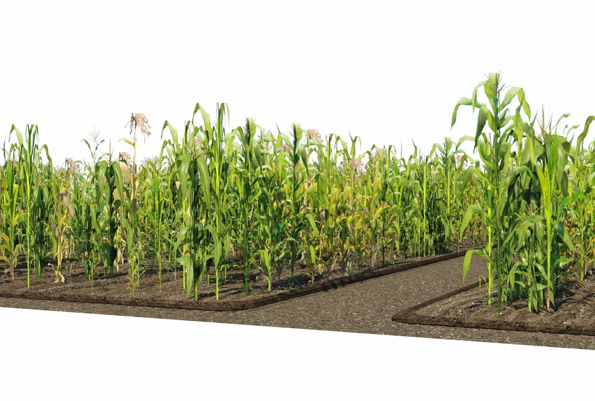 Corn Farm Low-poly 3D model_3