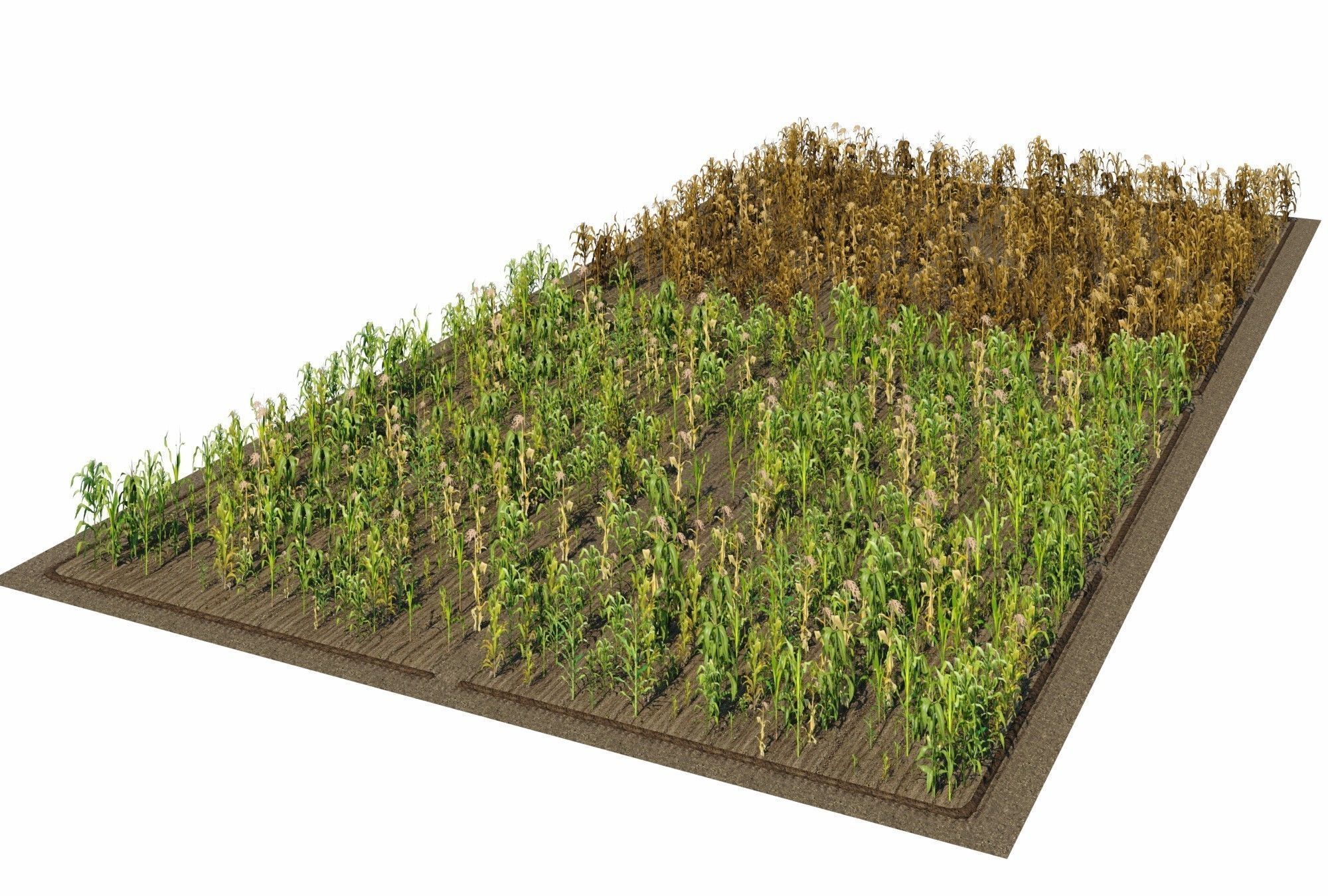 Corn Farm Low-poly 3D model_2