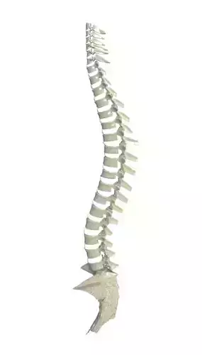Backbones spine Low-poly 3D model