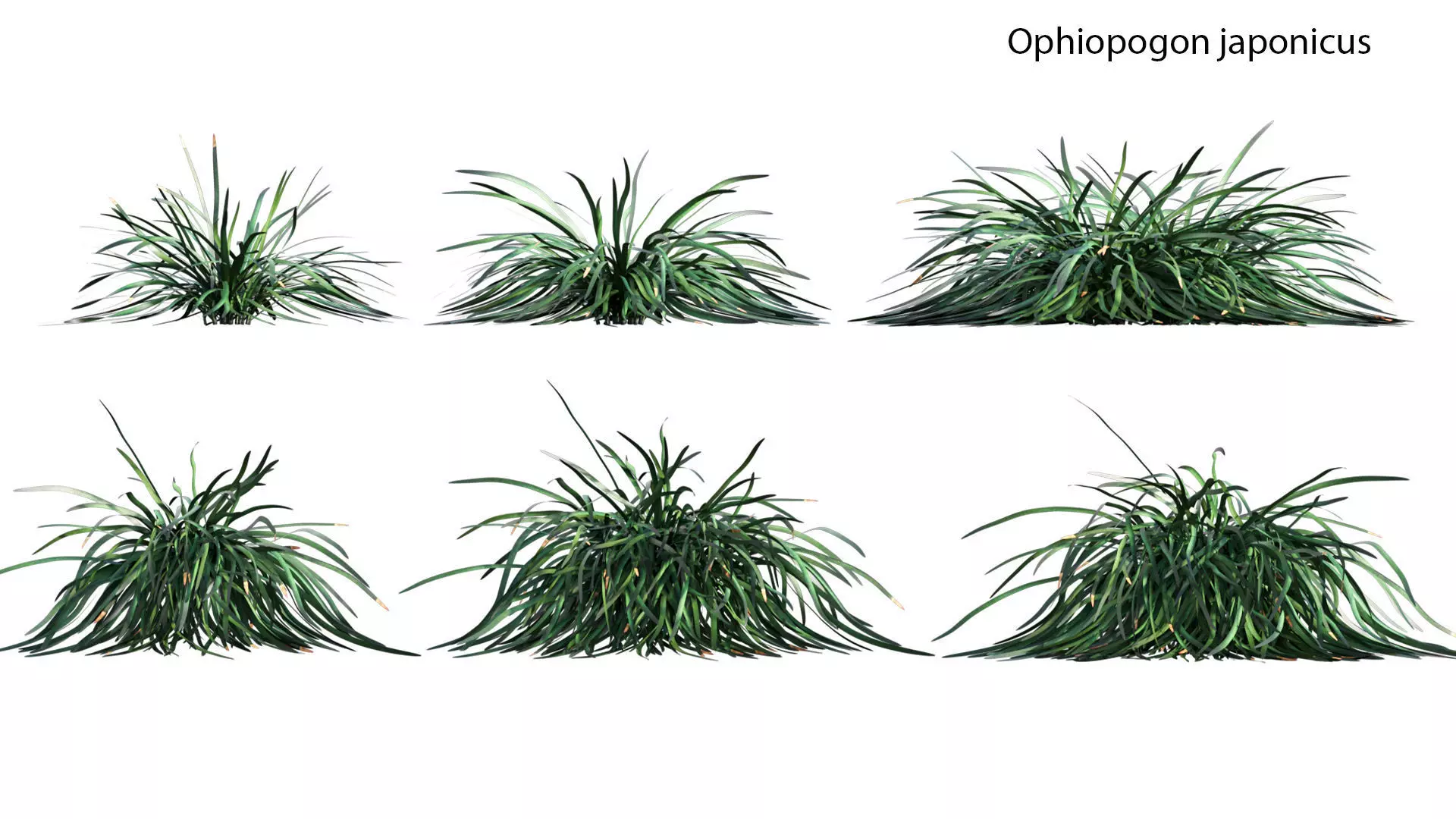 Ophiopogon japonicus - Asparagaceae 3D model
