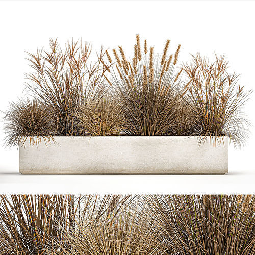 Pampas grass for landscaping 1072 3D model