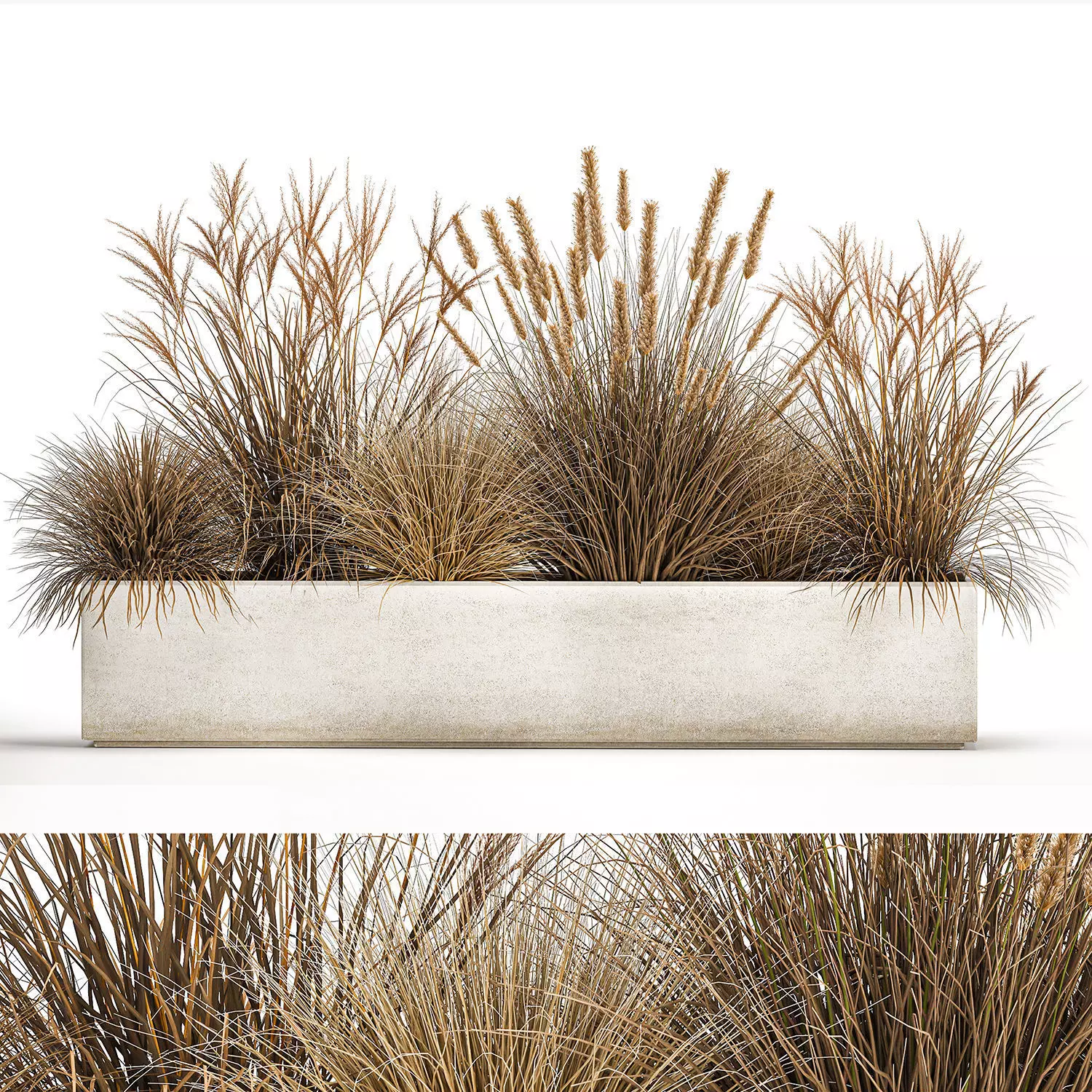 Pampas grass for landscaping 1072 3D model_0