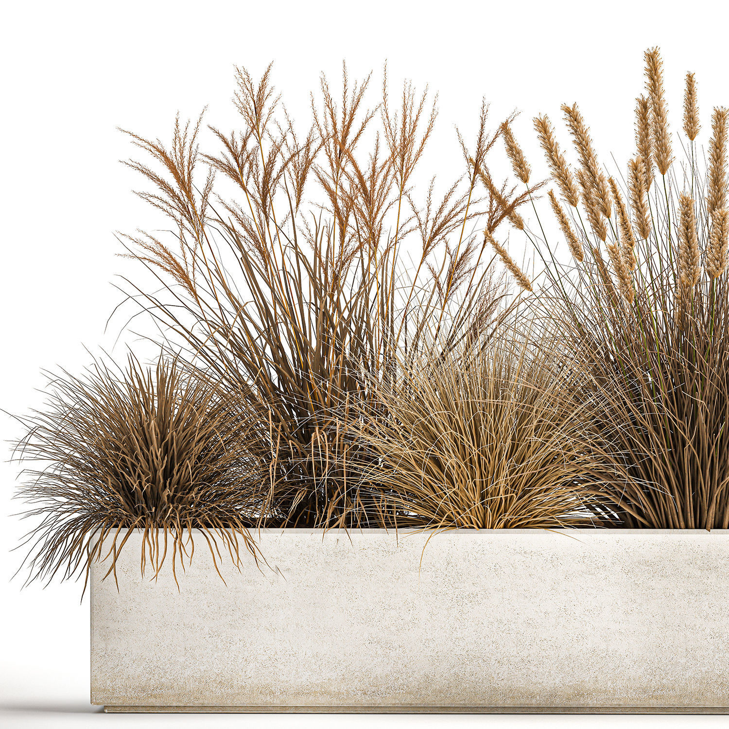 Pampas grass for landscaping 1072 3D model_2