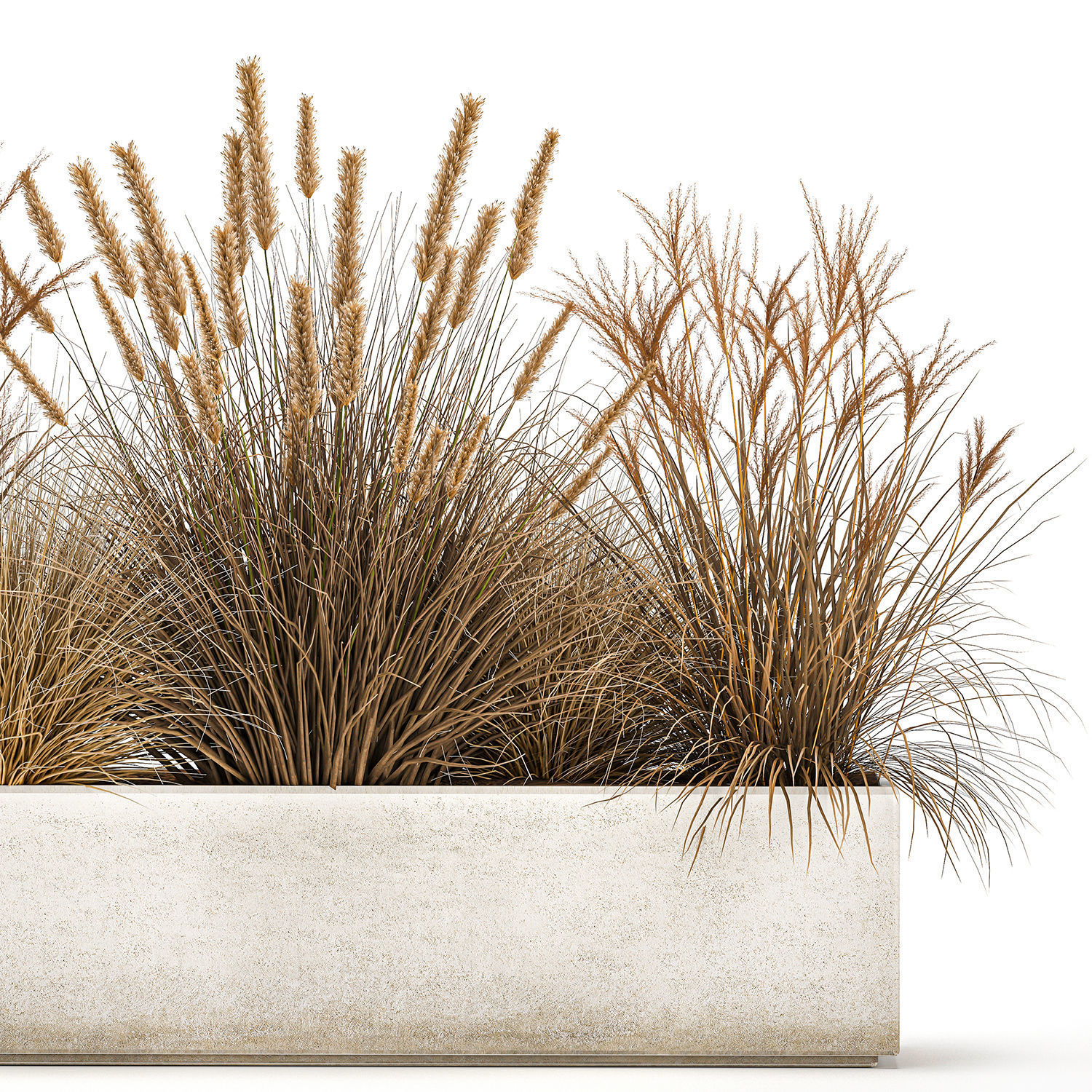 Pampas grass for landscaping 1072 3D model_4
