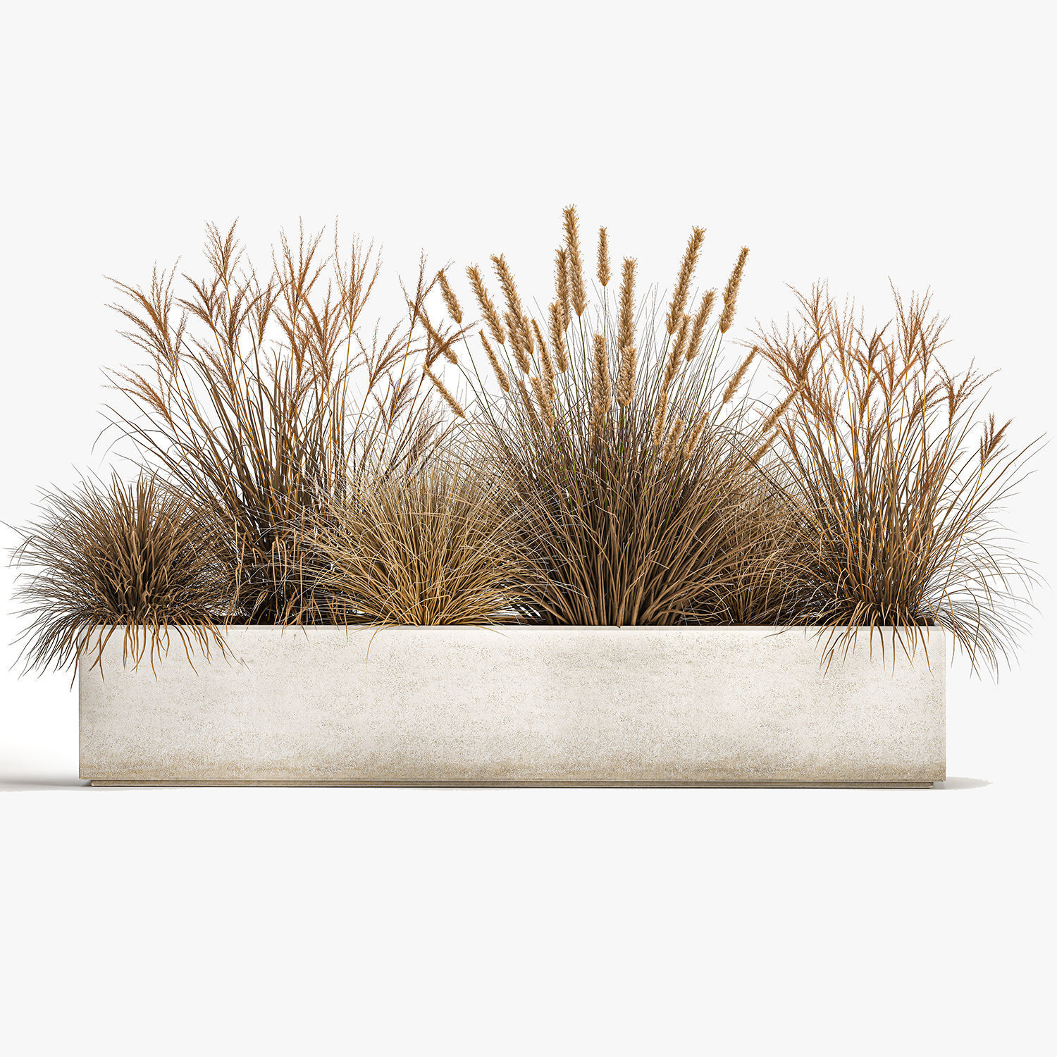 Pampas grass for landscaping 1072 3D model_6