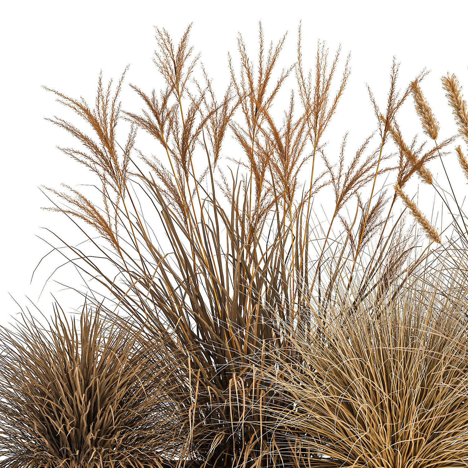 Pampas grass for landscaping 1072 3D model_5