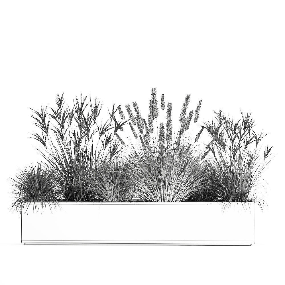 Pampas grass for landscaping 1072 3D model_7